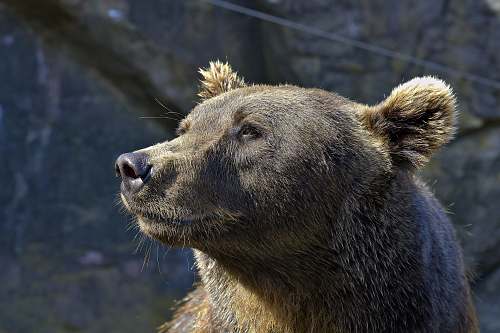 bear close-up photography of gray bear brown bear