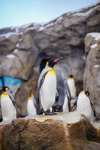 bird close-up photography of penguins king penguin