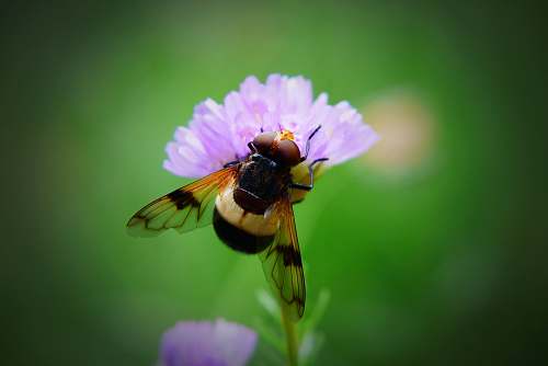 apidae close-up photography of yellow and black bee bee