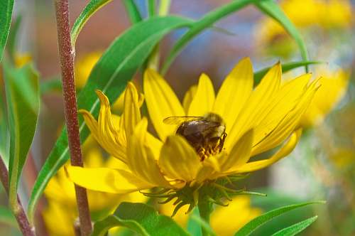 bee closeup photo of bee perching on yellow flower honey bee