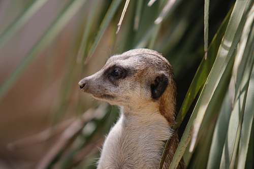 mammal closeup photo of meerkat near leaves meerkat
