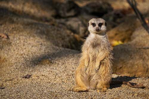 meerkat closeup photo of meerkat on sand wildlife
