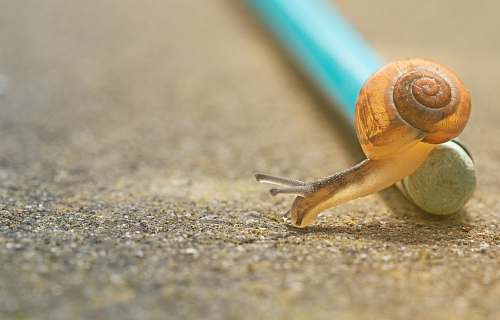snail closeup photo of orange snail crawling down pencil on ground invertebrate