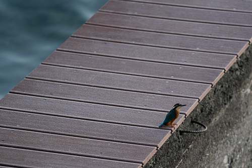 bird closeup photography of bird perching on dock grey