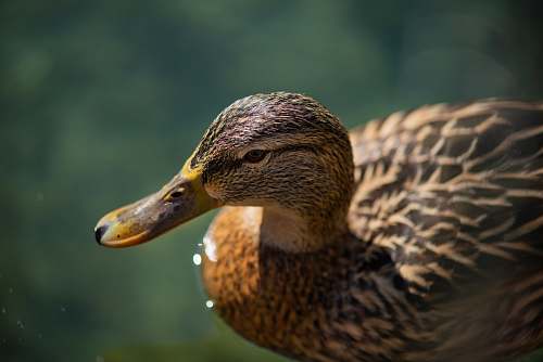 bird closeup photography of brown duck on water during daytime duck