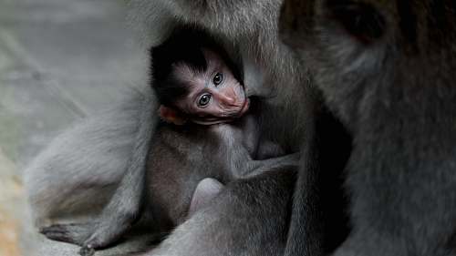 mammal closeup photography of gray monkey monkey