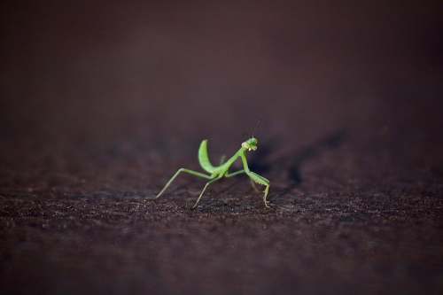 insect closeup photography of green praying mantis mantis
