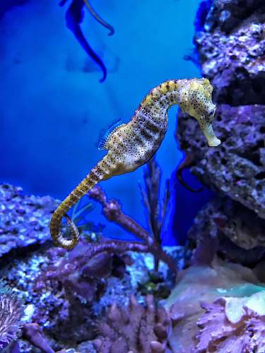 seahorse closeup photography of yellow seahorse sea life