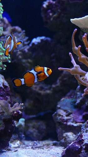 fish clown fishes underwater nature