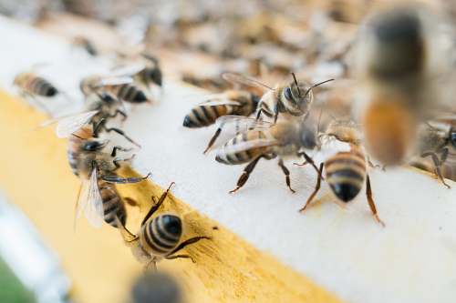 bee colony of bees insect