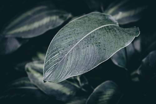 plant dew drops on green plant leaf leaf