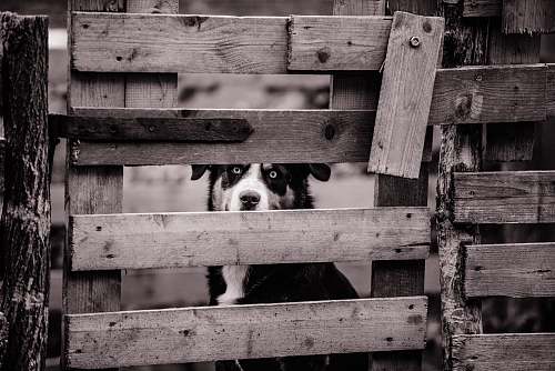 dog dog sitting behind wooden fence pet