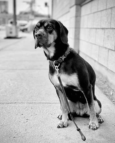 canine dog sitting on ground black-and-white