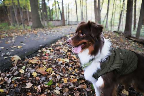 dog dog wearing green coat canine