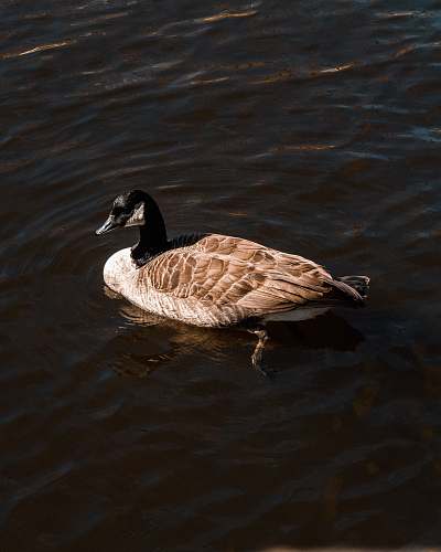 bird duck on body of water goose