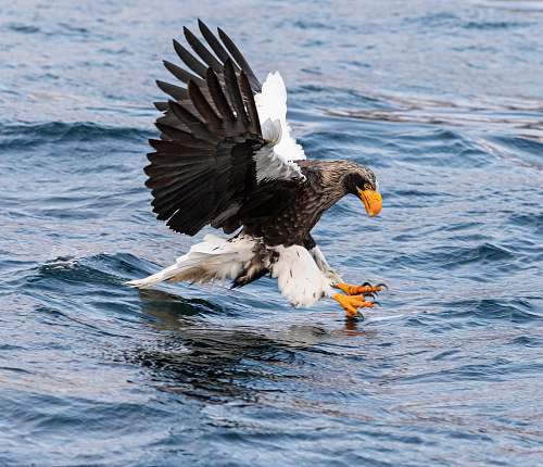 bird eagle catching fish on calm water eagle
