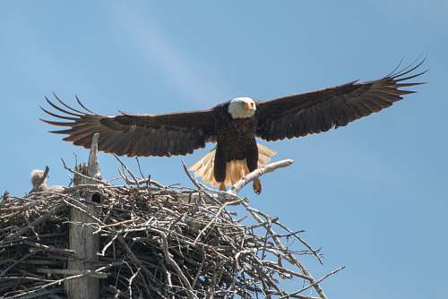 bird Eagle soaring near nest eagle