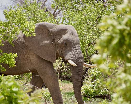 elephant elephant near plants mammal