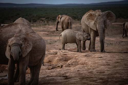 mammal elephant on brown open field during daytime elephant