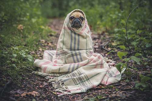 dog fawn pug covered by Burberry textile between plants pug
