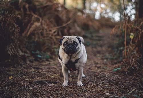 pet fawn pug standing between of bushes pug