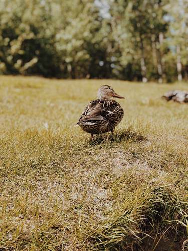 bird female Mallard duck standing on grassland waterfowl