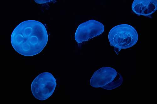 jellyfish five blue jellyfish digital wallpaper sea life