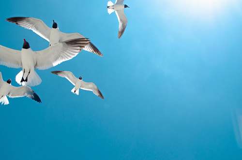 bird five white birds flying flying