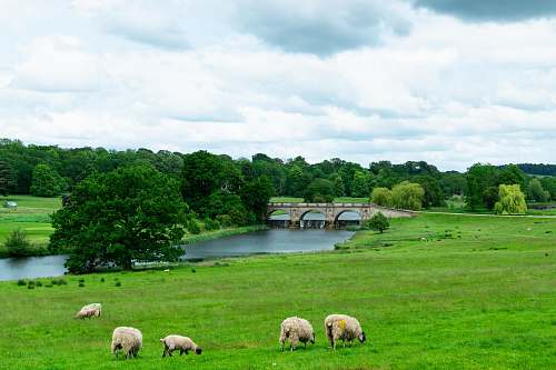 mammal five white sheeps in green grass field near river with bridge sheep