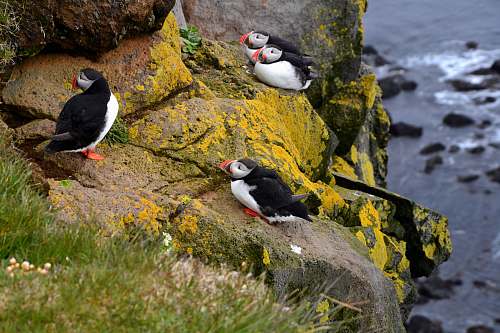 bird flock of bird standing on stone puffin
