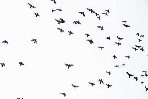 black-and-white flock of birds flock