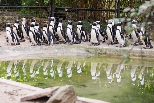 bird flock of penguins penguin