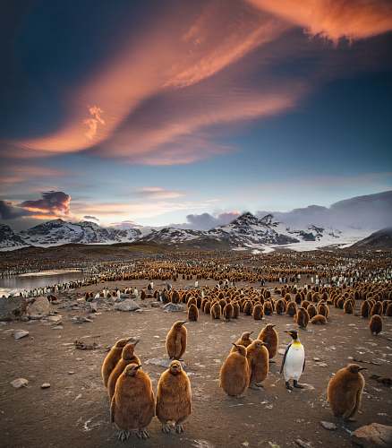 penguin flock of penguins bird