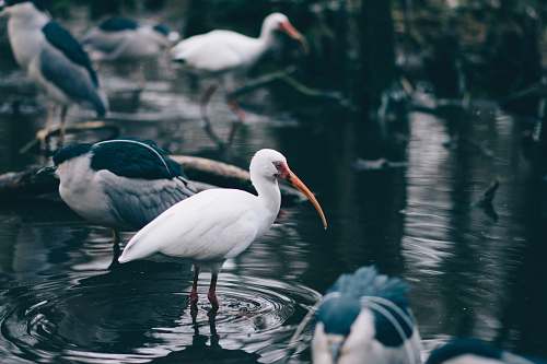 water flock of stork in body of water bird