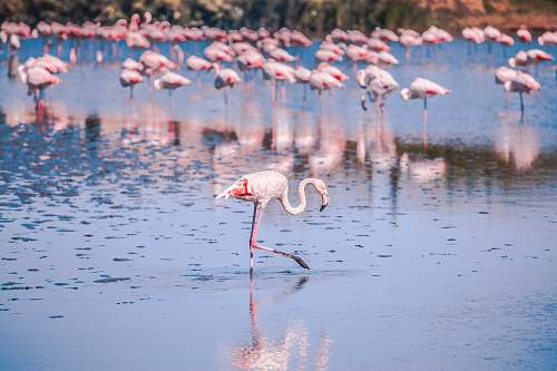 bird flocks of pink flamingo flock