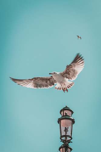 bird flying gray and white bird lamp