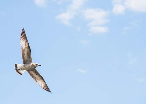 bird flying gray and white bird during daytime flying