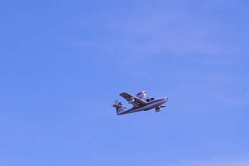 bird flying pen during daytime flying