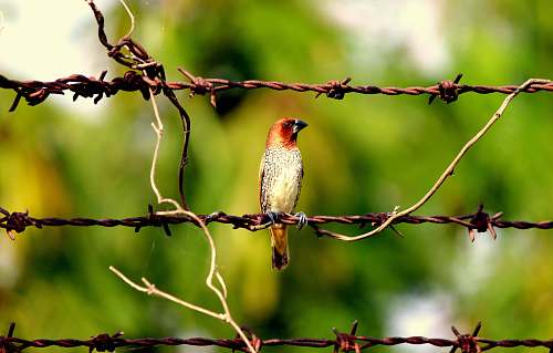 finch focus photography of red bird wire