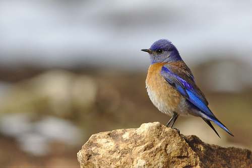 bird focused photo of blue and brown bird on the stone bluebird