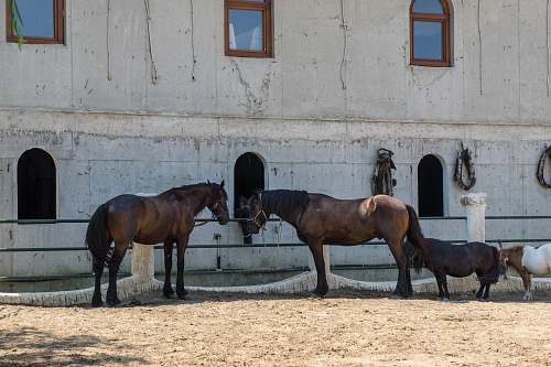 mammal four horses tied by concrete buildding horse
