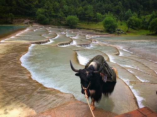 cattle four legged animal walking on water hills during day cow