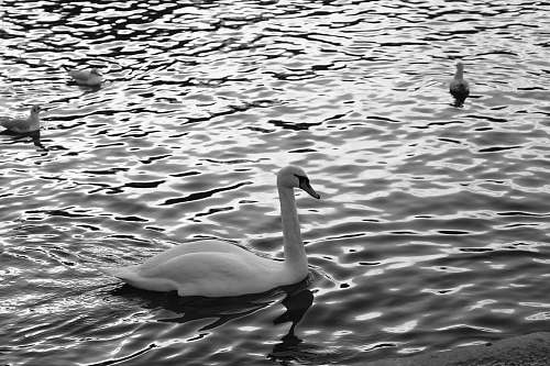 black-and-white four swans in lake water