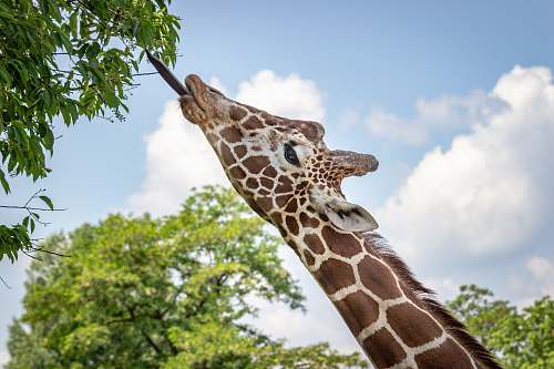 mammal Giraffe eating leaves giraffe