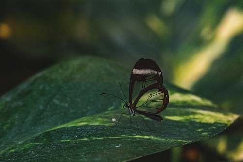 insect glass winged butterfly perched on green leaf invertebrate