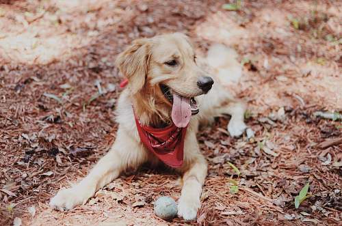 canine golden retriever puppy lying on soil ground pet