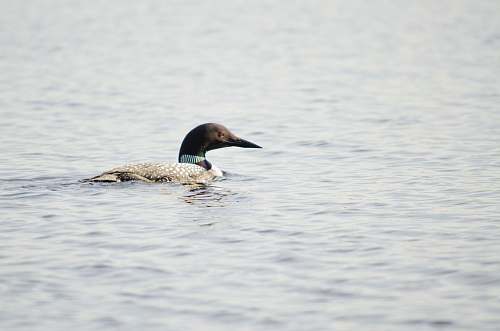 bird gray and black duck on body of water duck