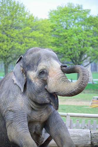 elephant gray and brown elephant during daytime mammal