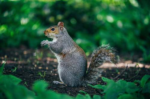 mammal gray and brown squirrel squirrel
