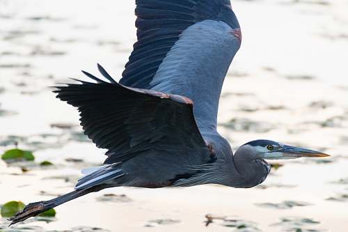 waterfowl gray and white bird stork
